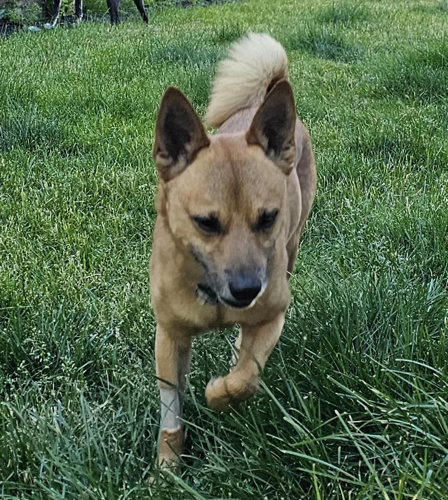 Enlarge Paco, a ADOPTABLE mixed breed in Aurora, IL image 3/6