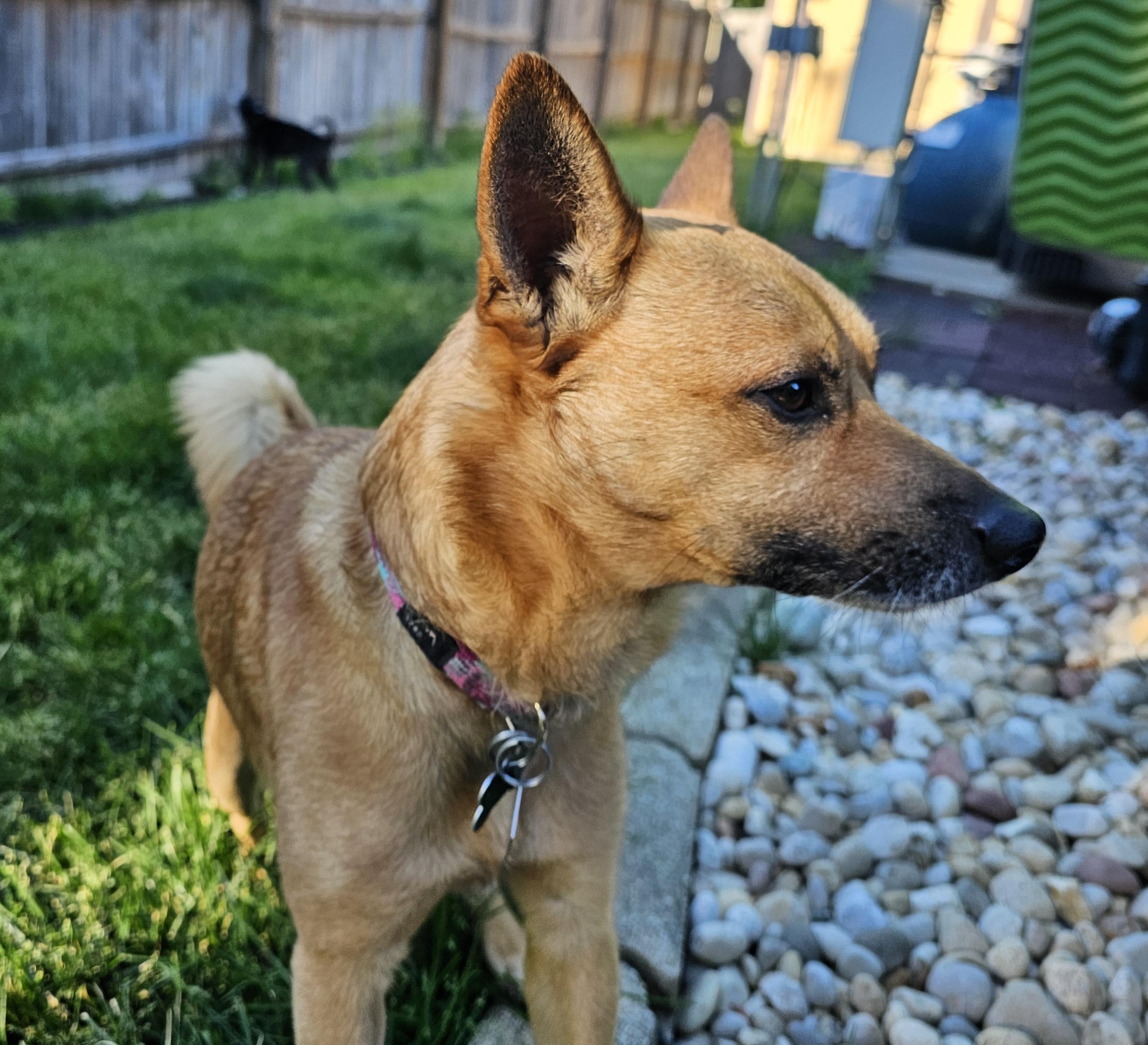 Enlarge Paco, a ADOPTABLE mixed breed in Aurora, IL image 4/6