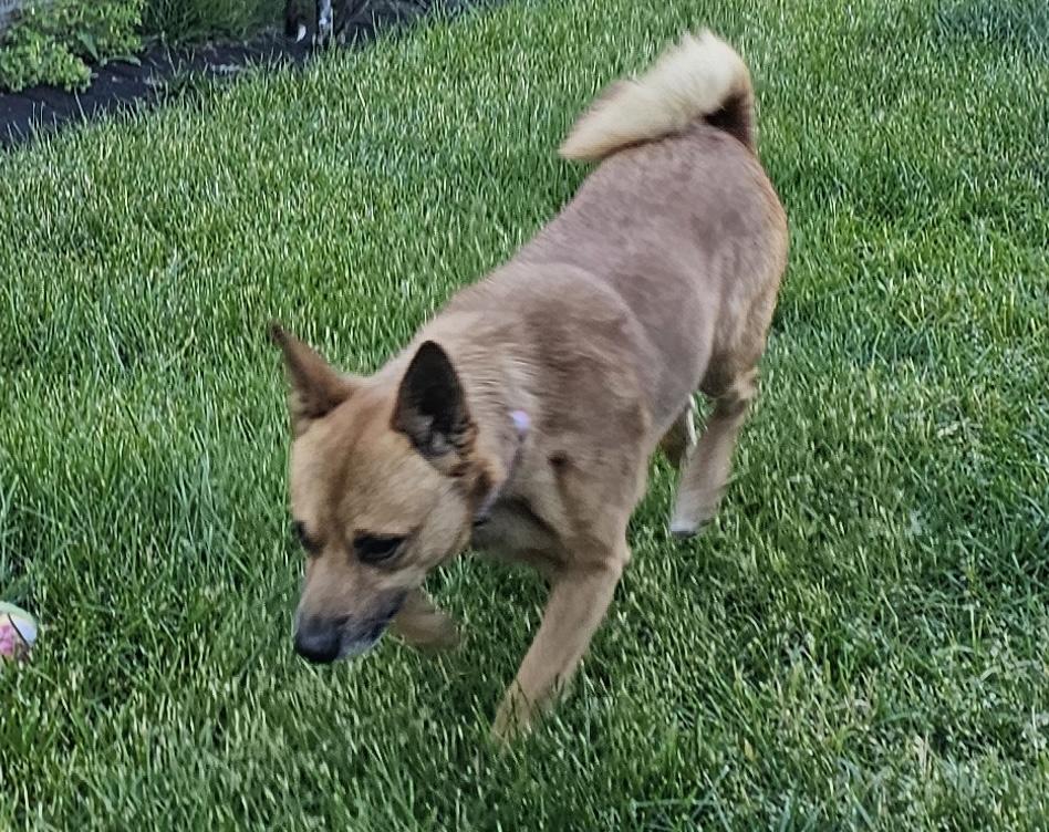 Enlarge Paco, a ADOPTABLE mixed breed in Aurora, IL image 1/6