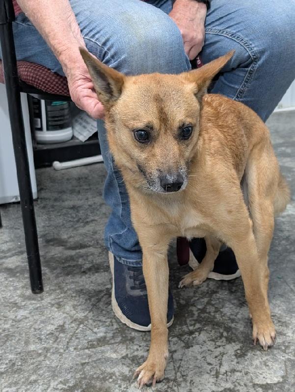 Paco, ADOPTABLE, Adult Male Chihuahua.