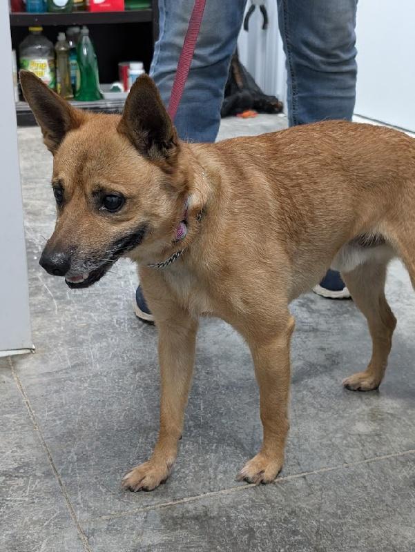 Paco, a ADOPTABLE mixed breed in Aurora, IL image 2/2