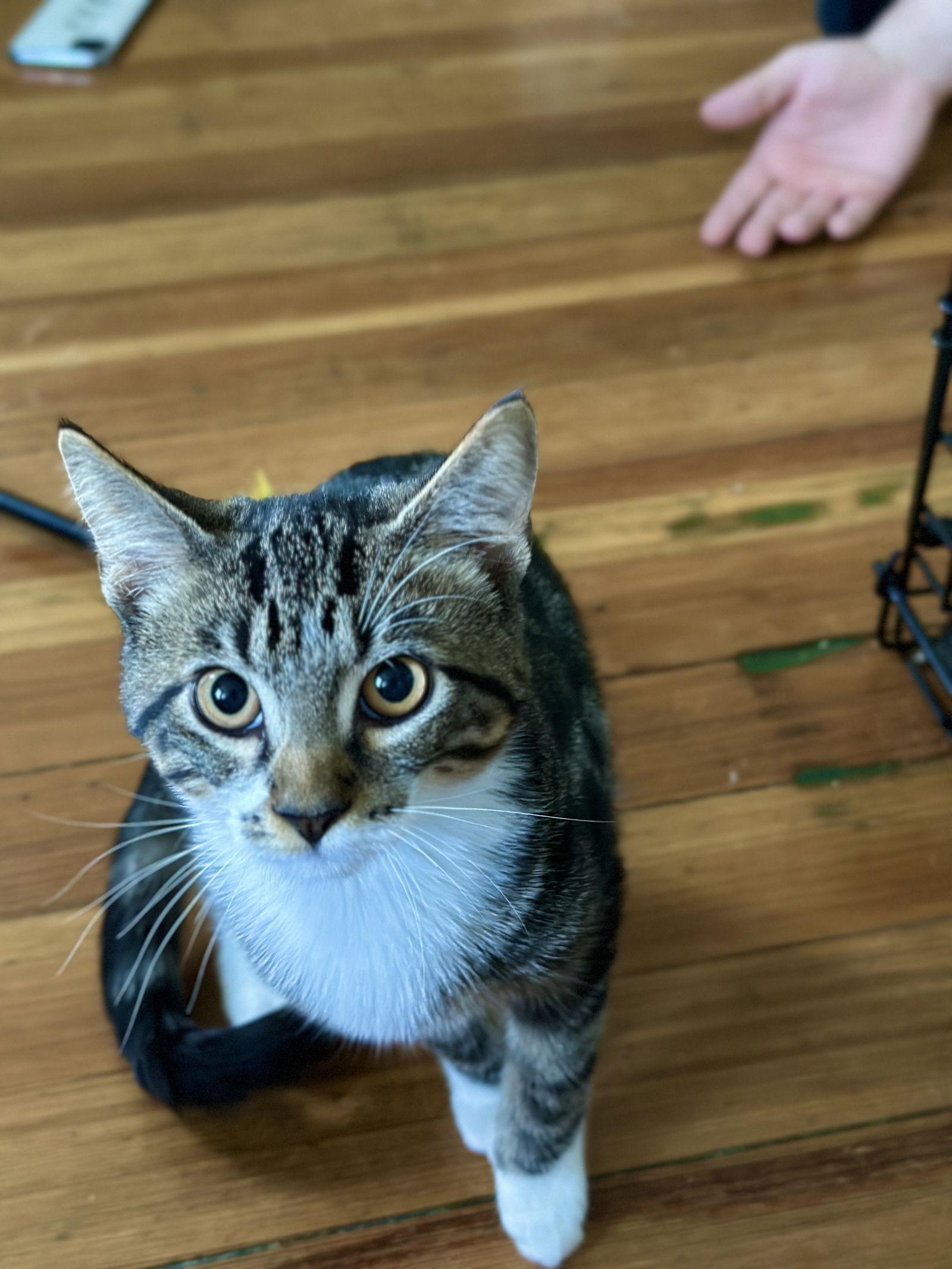 Maximus (Max), Adoptable, Kitten Male Domestic Short Hair.