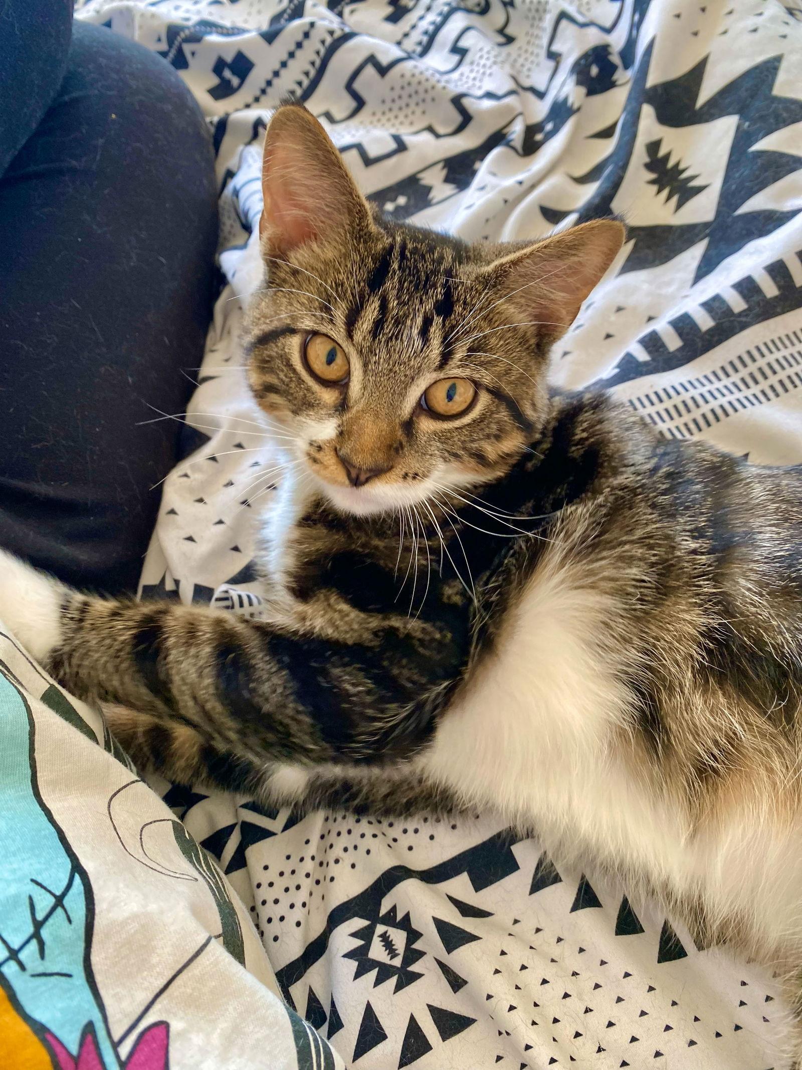 Enlarge Maximus (Max), a Adoptable Domestic Short Hair in West Cornwall, CT image 2/3