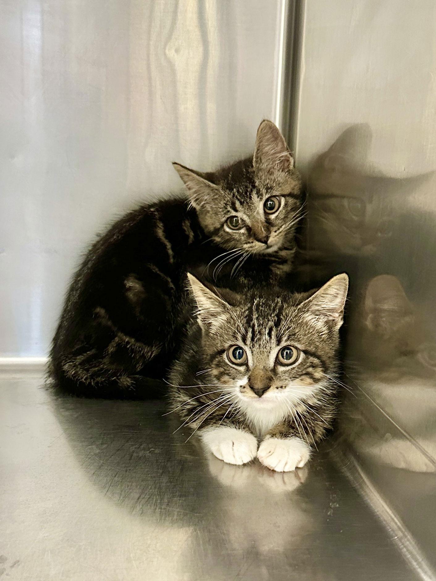 Enlarge Maximus (Max), a Adoptable Domestic Short Hair in West Cornwall, CT image 3/3