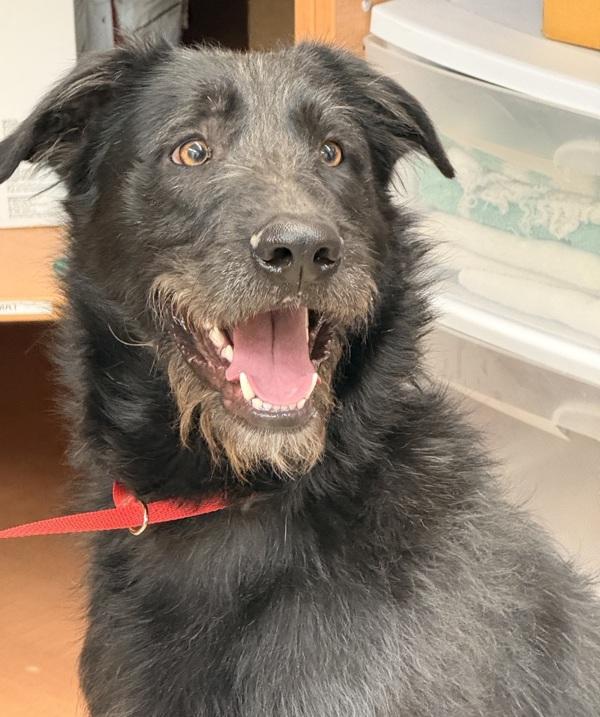 Enlarge Caspian 45957, a Adoptable mixed breed in Pocatello, ID image 1/1