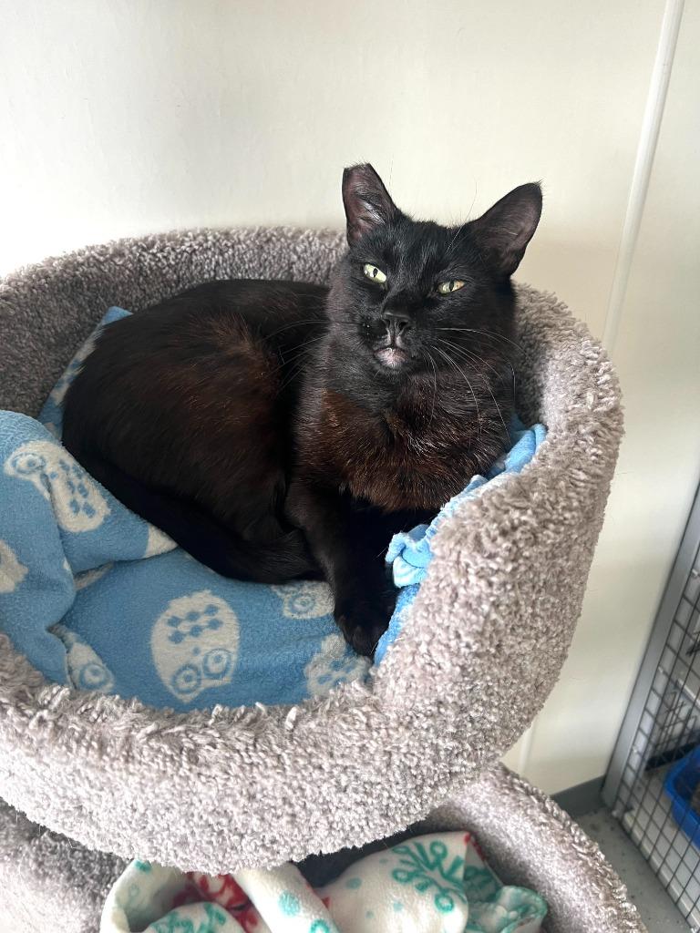 Enlarge Biggie, a Adoptable mixed breed in Brookings, OR image 1/2