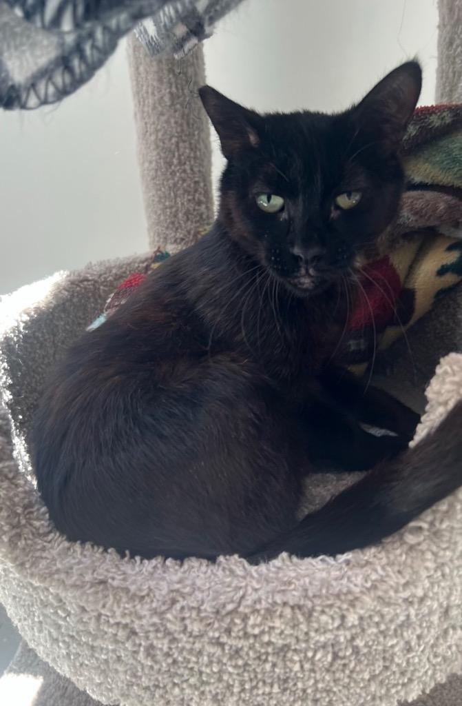 Biggie, Adoptable, Young Male Domestic Short Hair.