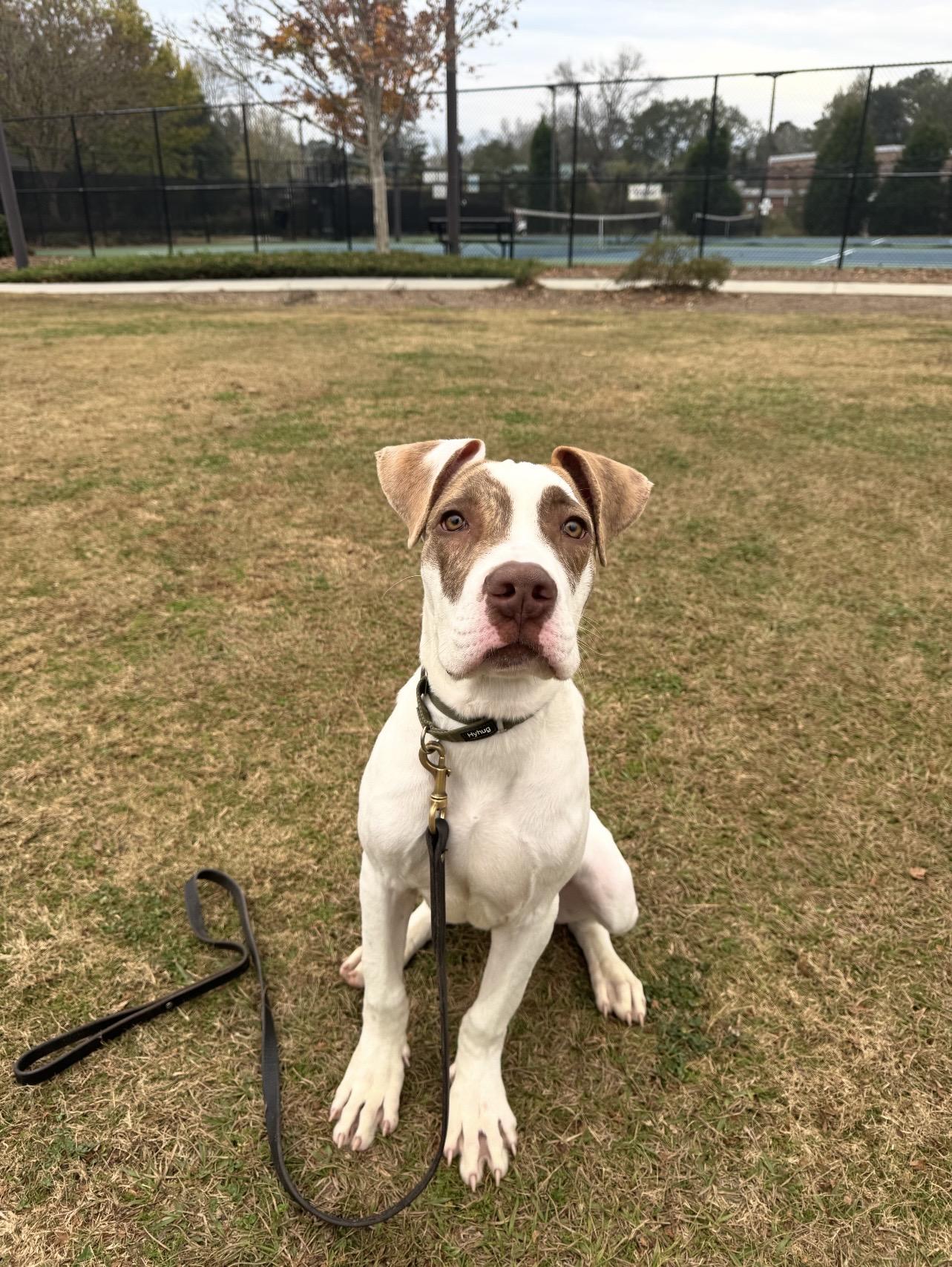 Enlarge Bouy, a ADOPTABLE mixed breed in Bonneau, SC image 1/2