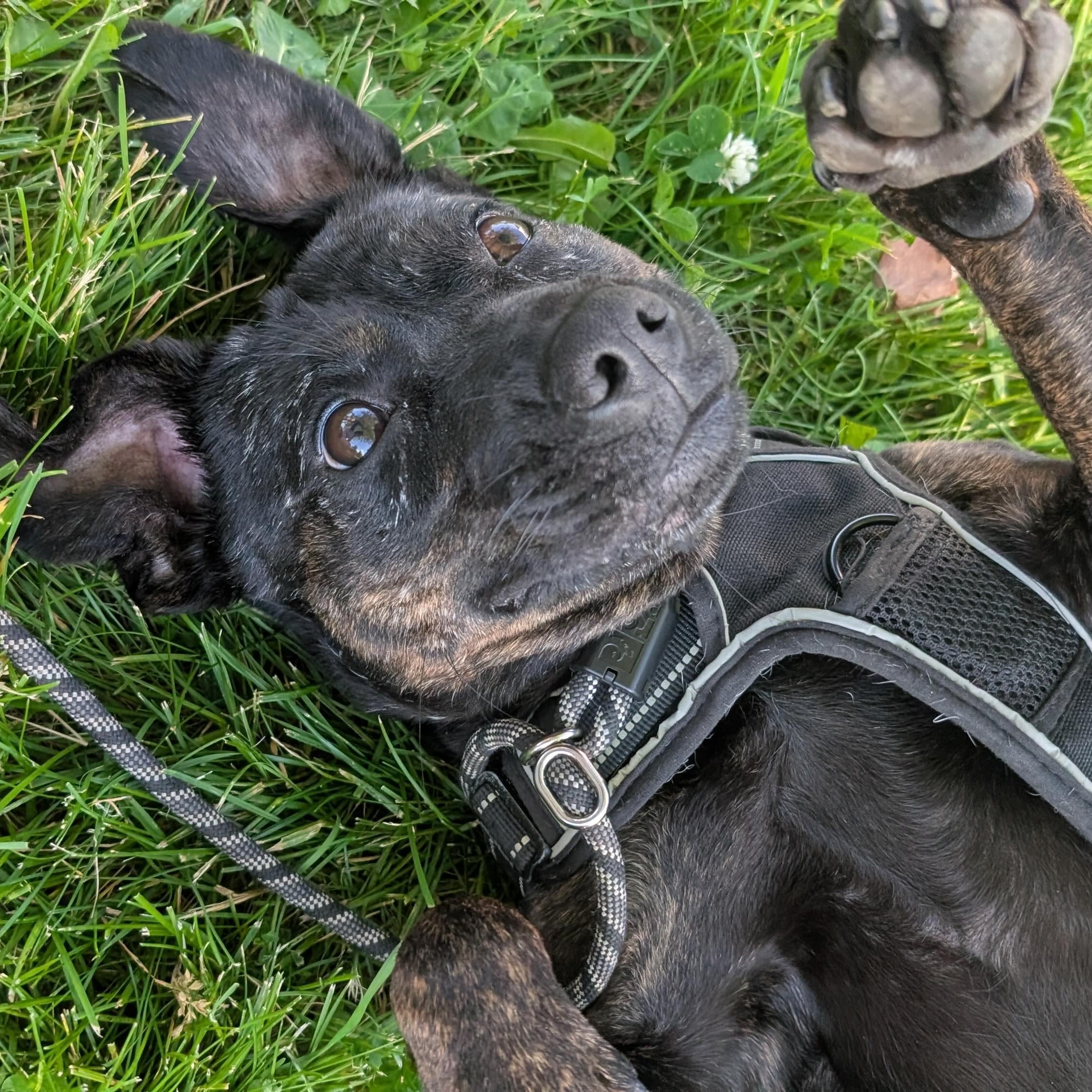 Enlarge Mishka, a Adoptable Mixed Breed in Oakville, ON image 3/6