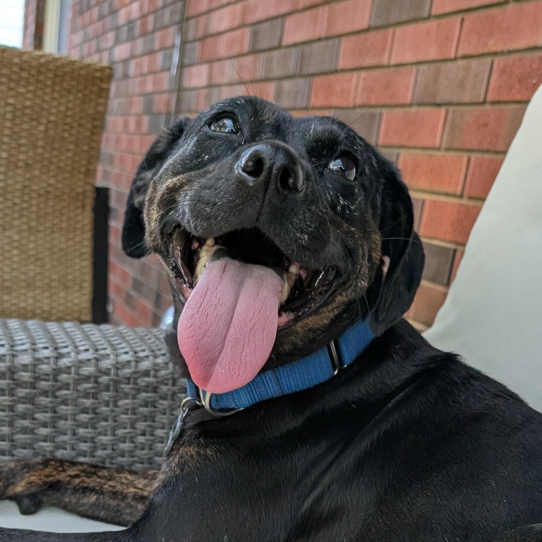 Enlarge Mishka, a Adoptable Mixed Breed in Oakville, ON image 4/6