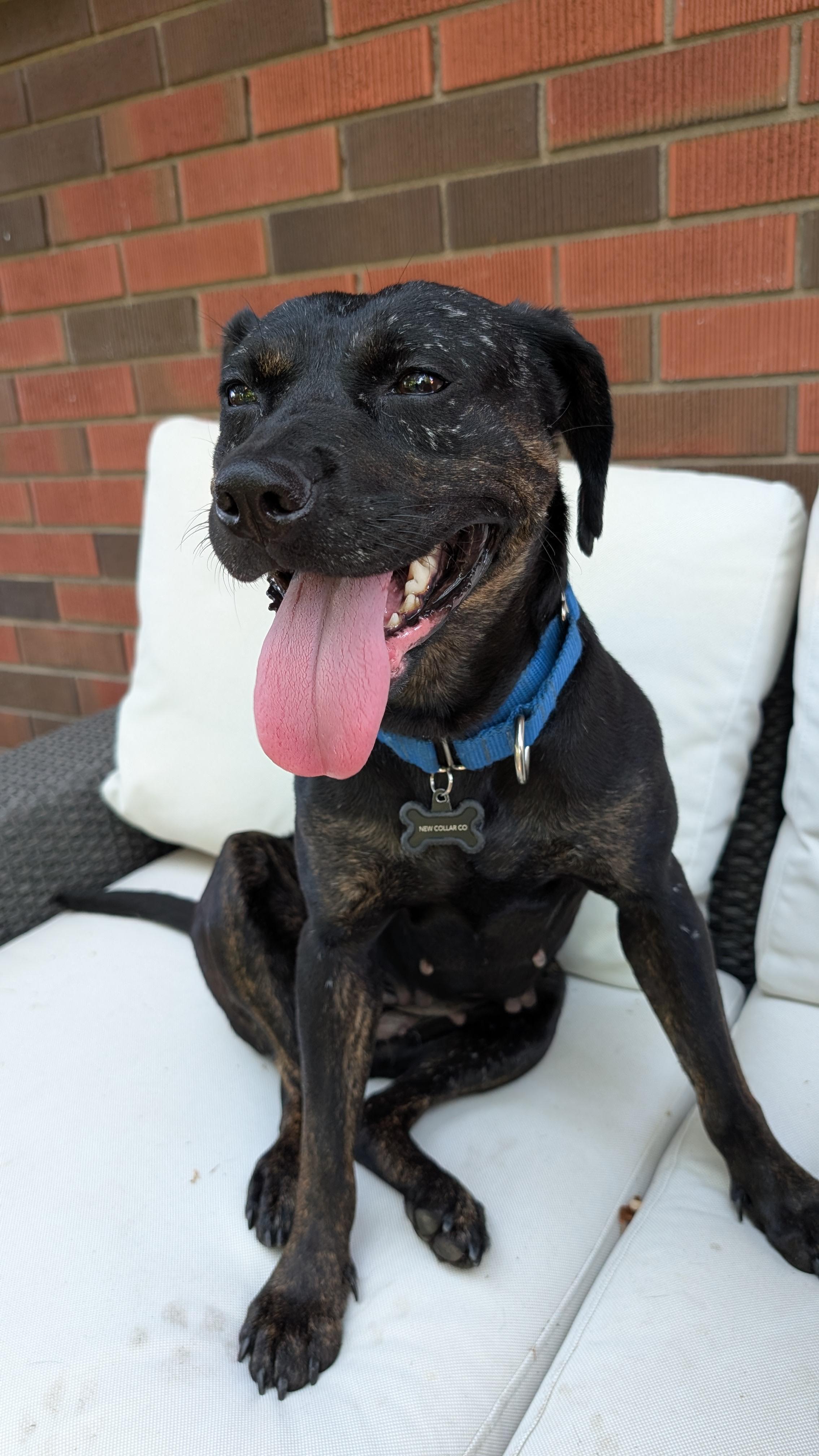 Enlarge Mishka, a Adoptable Mixed Breed in Oakville, ON image 5/6
