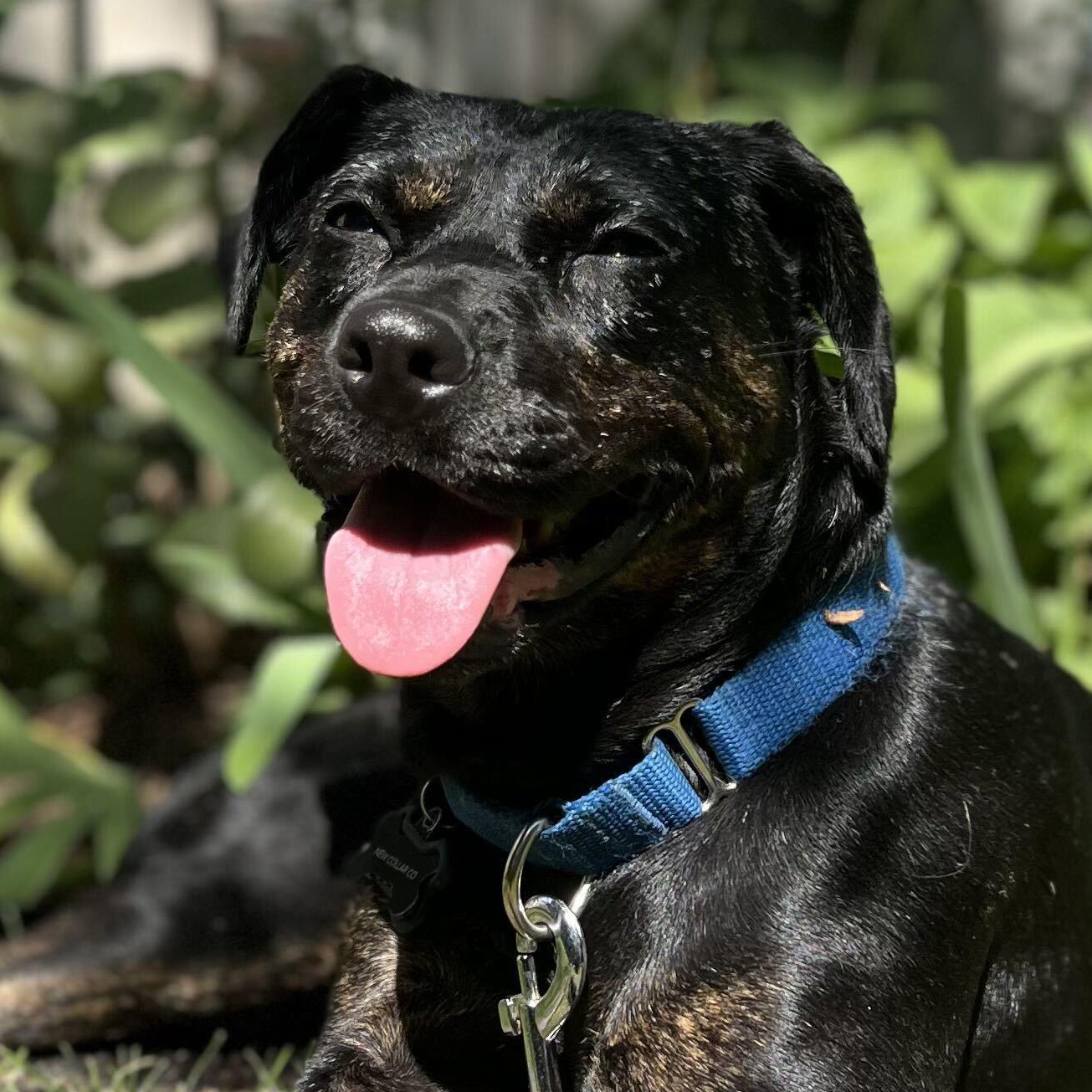 Enlarge Mishka, a Adoptable Mixed Breed in Oakville, ON image 1/6