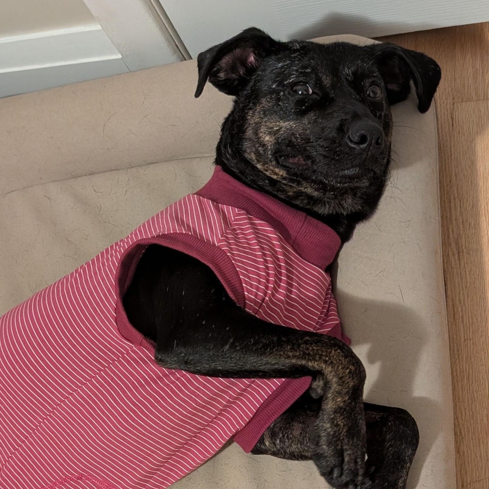 Enlarge Mishka, a Adoptable Mixed Breed in Oakville, ON image 2/6