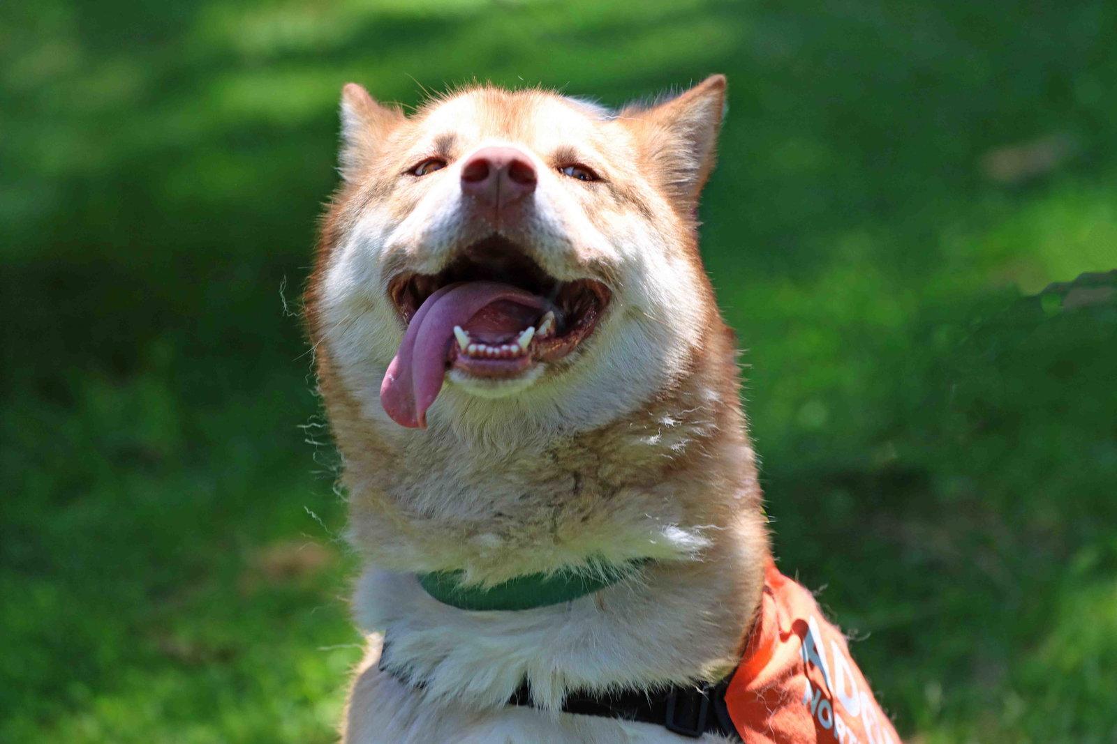 Elk, Adoptable, Young Male Siberian Husky.