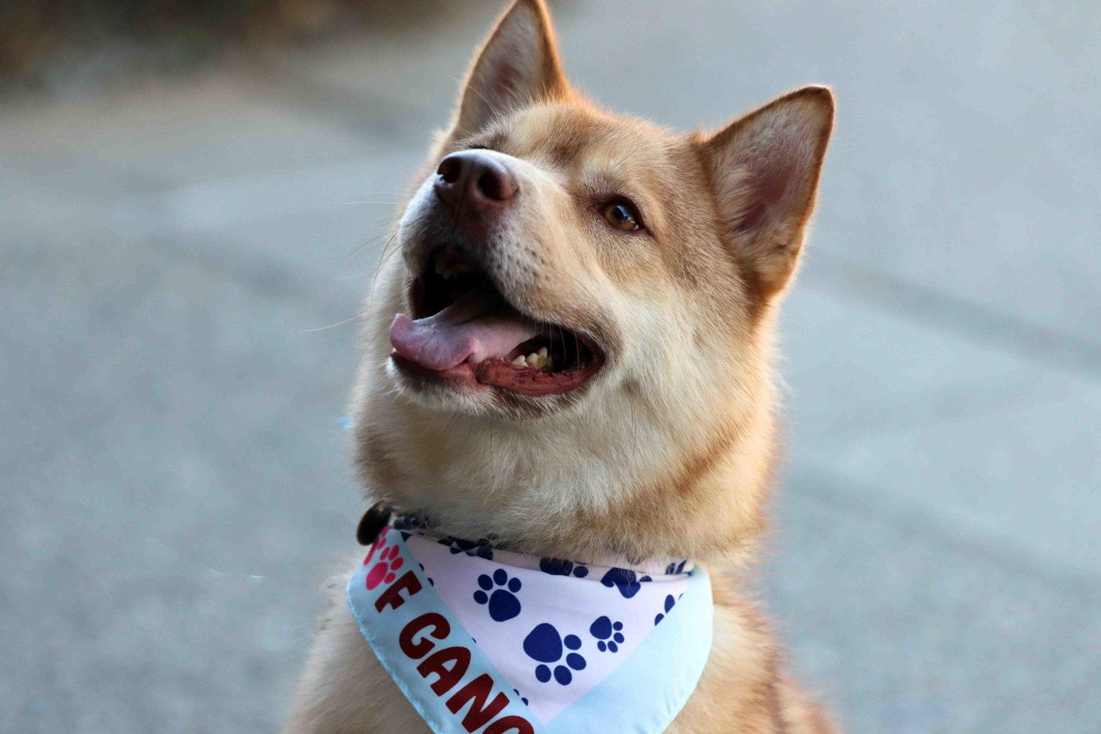 Elk, Adoptable, Young Male Siberian Husky.