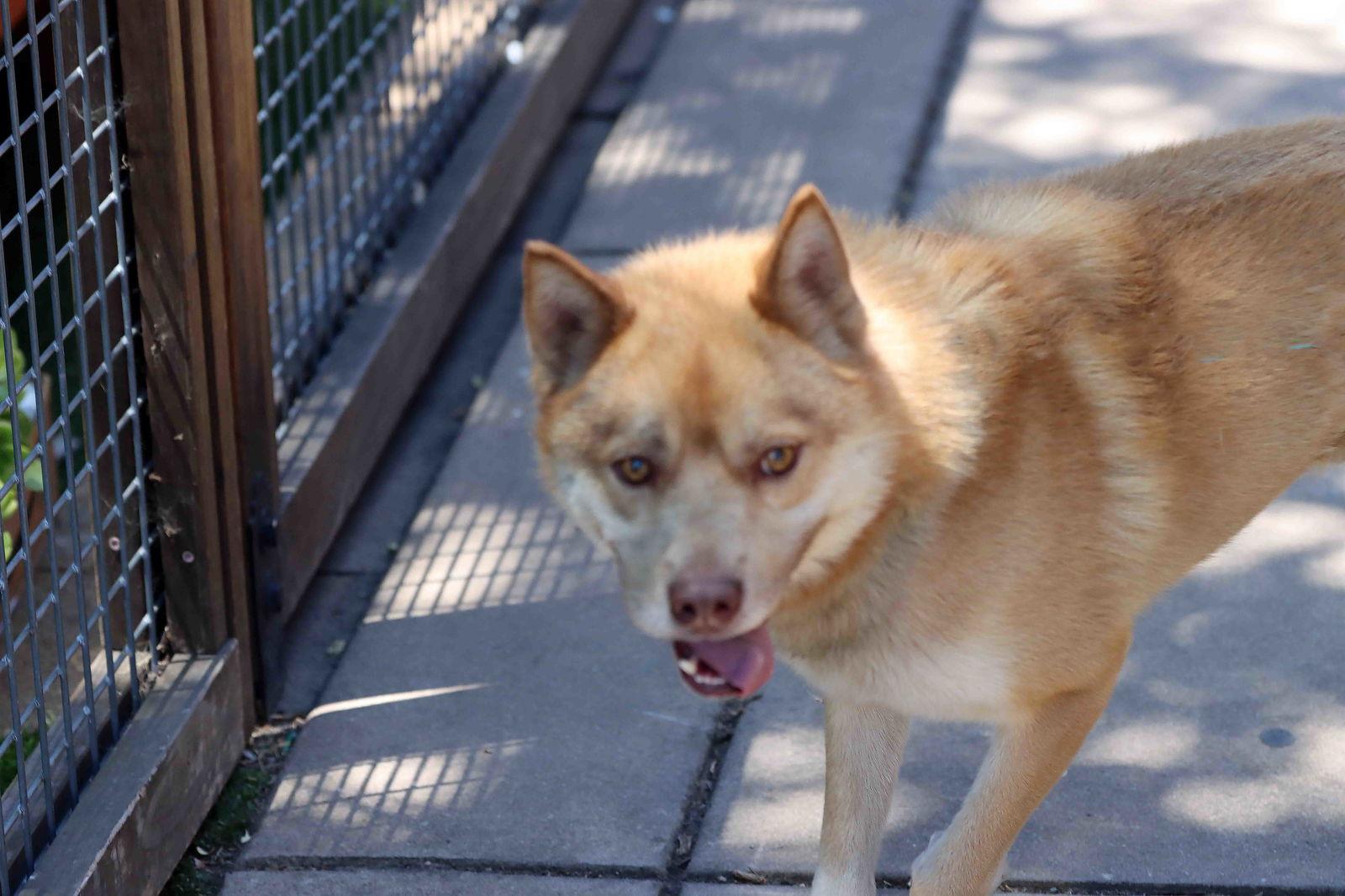 Elk, Adoptable, Young Male Siberian Husky.