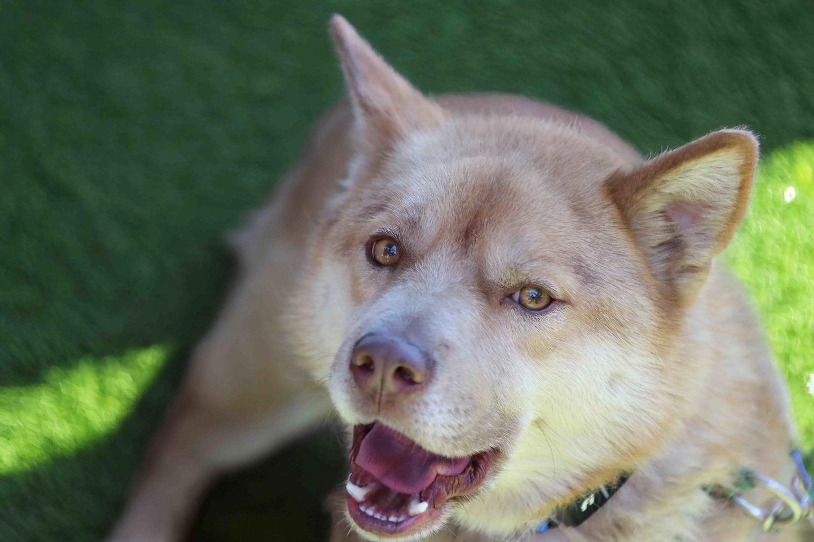 Enlarge Elk, a Adoptable Siberian Husky in Walnut Creek, CA image 2/3