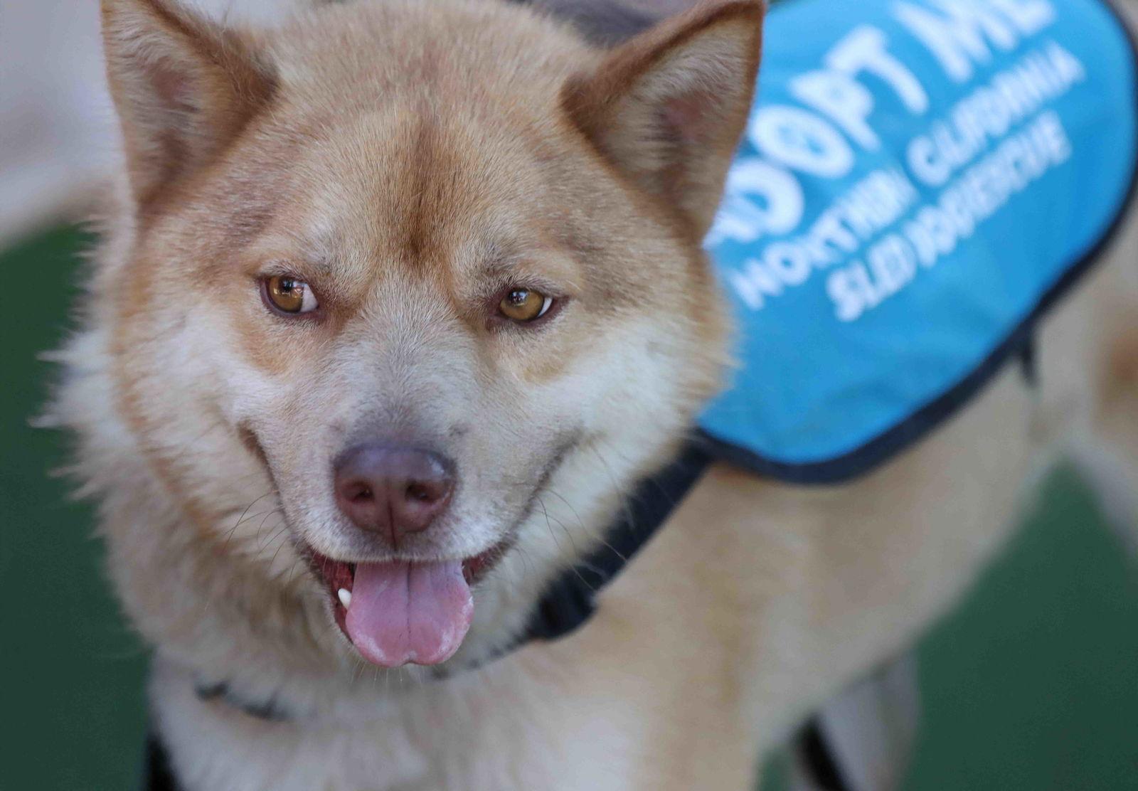 Enlarge Elk, a Adoptable Siberian Husky in Walnut Creek, CA image 3/3