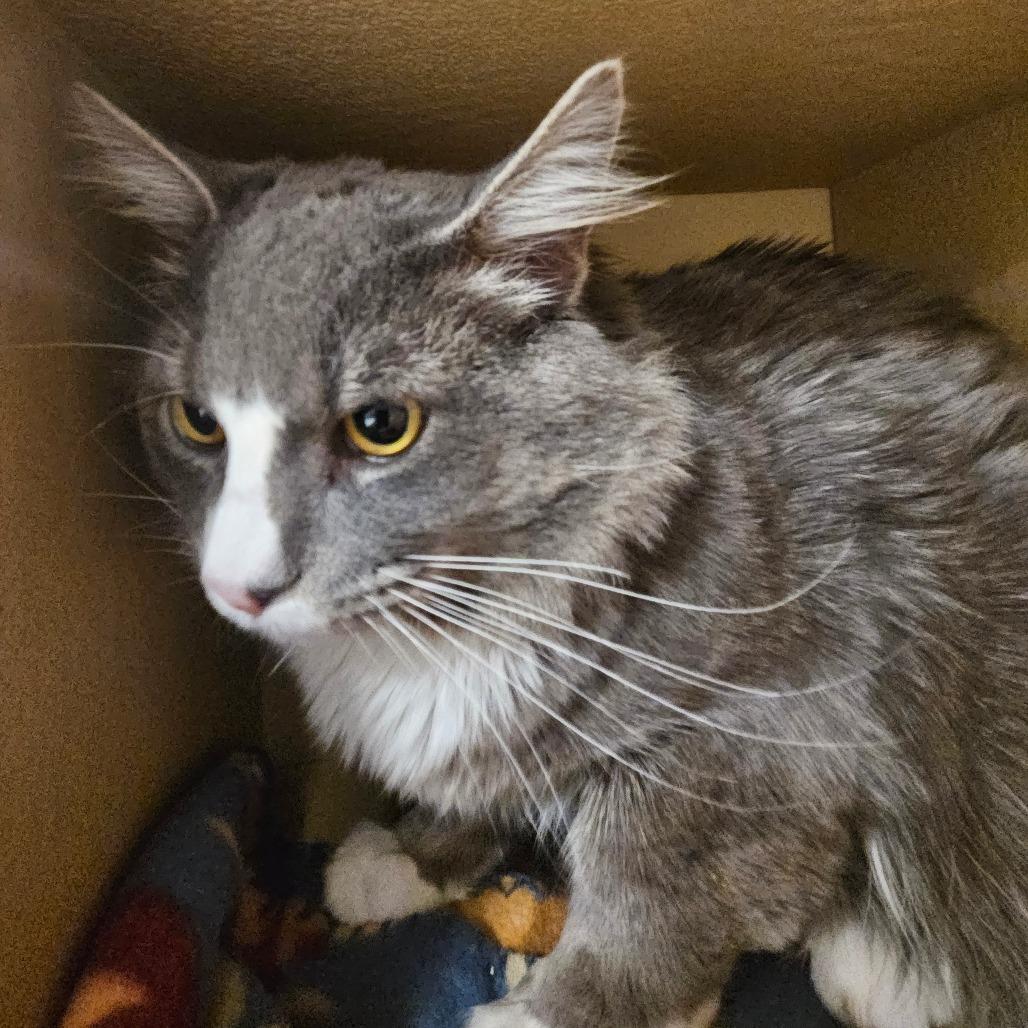 Enlarge Theodore von sprinkles, a Adoptable Domestic Medium Hair in Grantsville, UT image 1/1