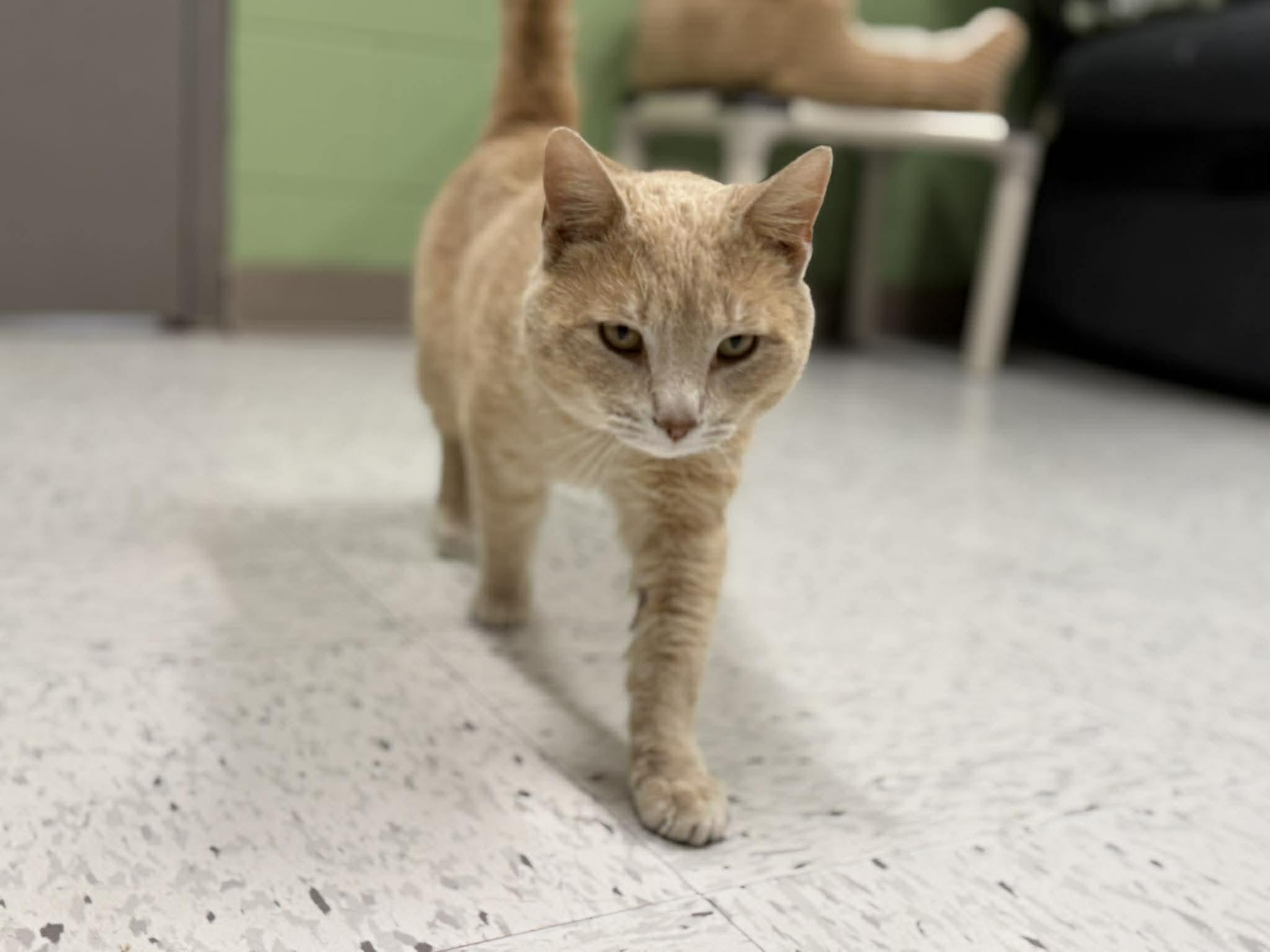 Enlarge Goff, an adoptable Domestic Short Hair in Leitchfield, KY image 4/4