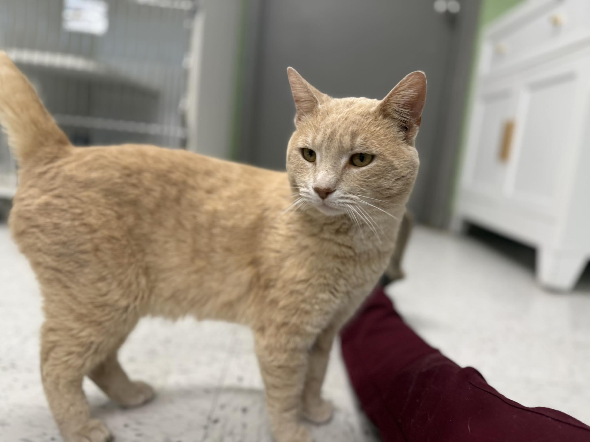 Enlarge Goff, an adoptable Domestic Short Hair in Leitchfield, KY image 2/4