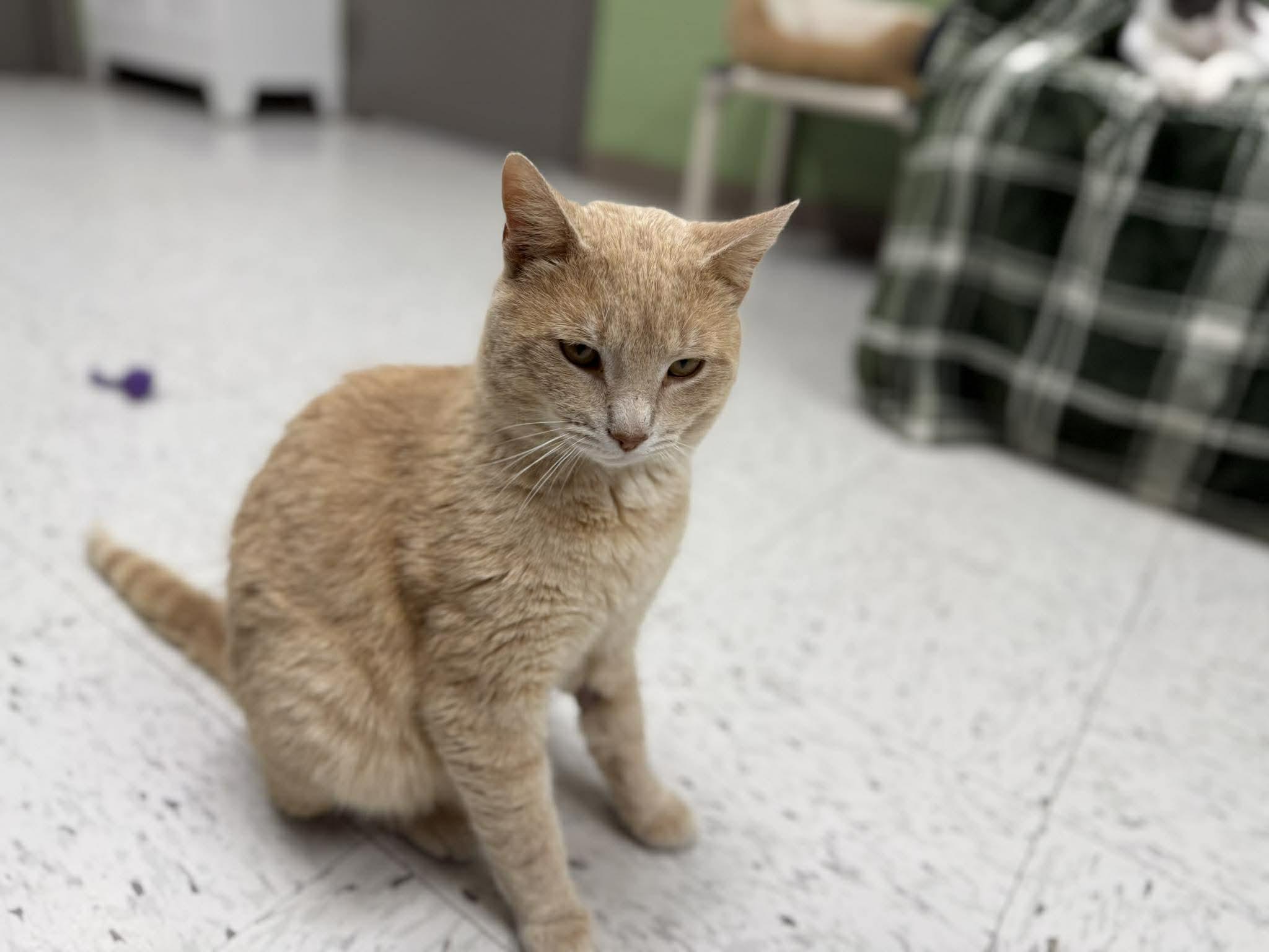 Enlarge Goff, an adoptable Domestic Short Hair in Leitchfield, KY image 3/4