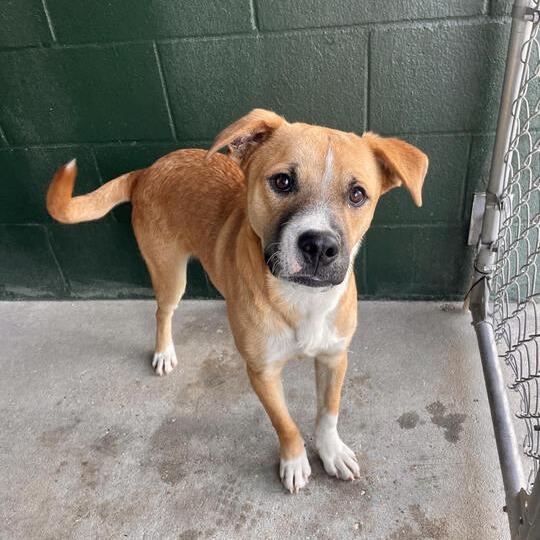 Barley, Adoptable, Young Male Hound & Terrier.