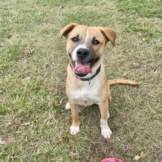 Barley, a Adoptable mixed breed in Carencro, LA image 2/6