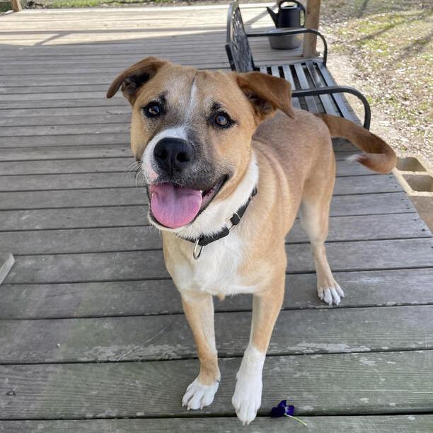 Enlarge Barley, a Adoptable mixed breed in Carencro, LA image 2/6
