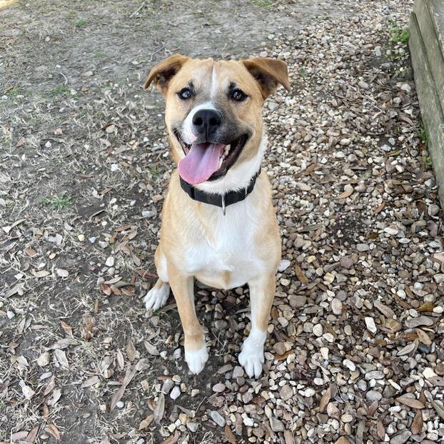 Enlarge Barley, a Adoptable mixed breed in Carencro, LA image 3/6