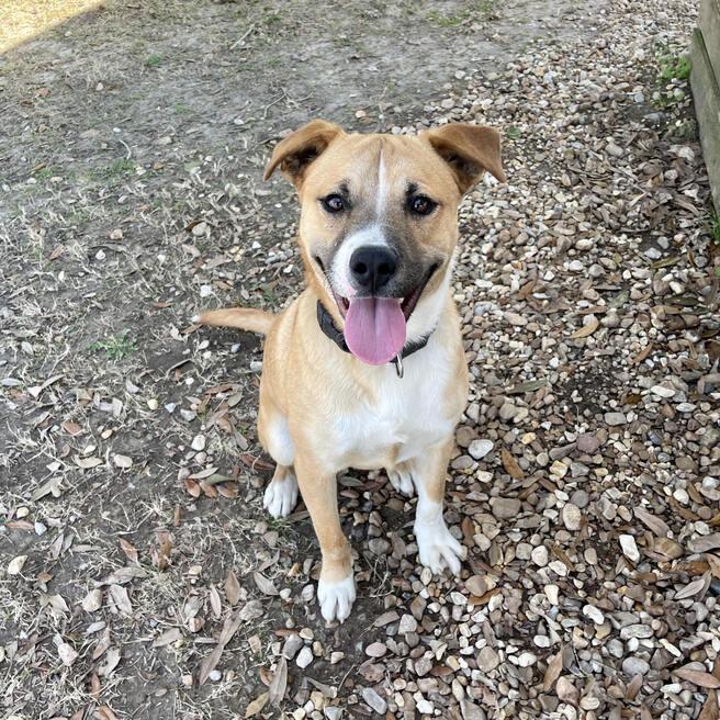 Enlarge Barley, a Adoptable mixed breed in Carencro, LA image 4/6