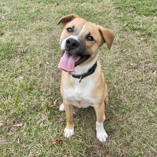 Barley, a Adoptable mixed breed in Carencro, LA image 3/6