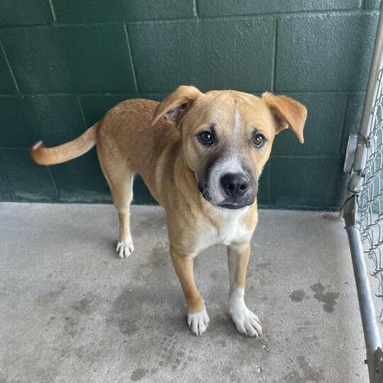Barley, a Adoptable mixed breed in Carencro, LA image 4/6