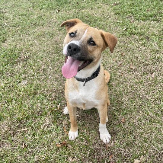 Barley, a Adoptable mixed breed in Carencro, LA image 5/6