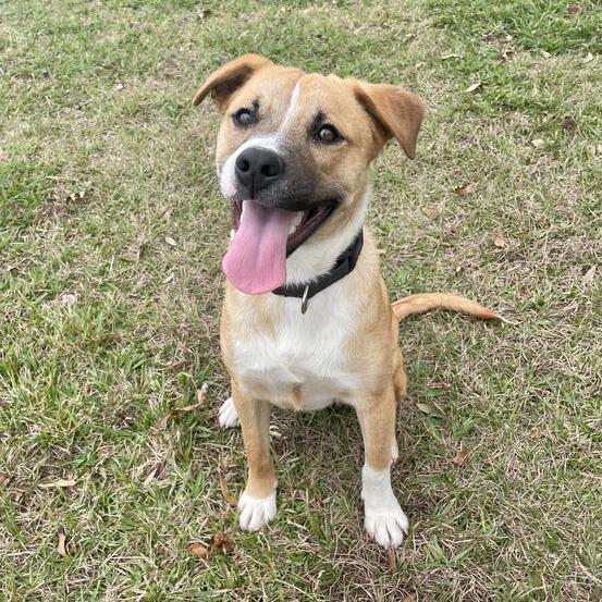 Barley, a Adoptable mixed breed in Carencro, LA image 6/6