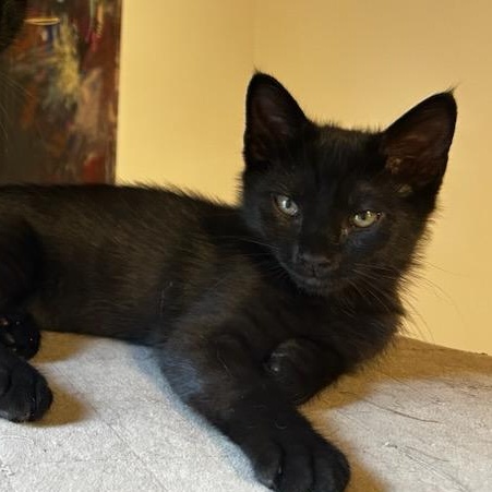 Enlarge Paris, a ADOPTABLE mixed breed in Pittsburgh, PA image 5/6