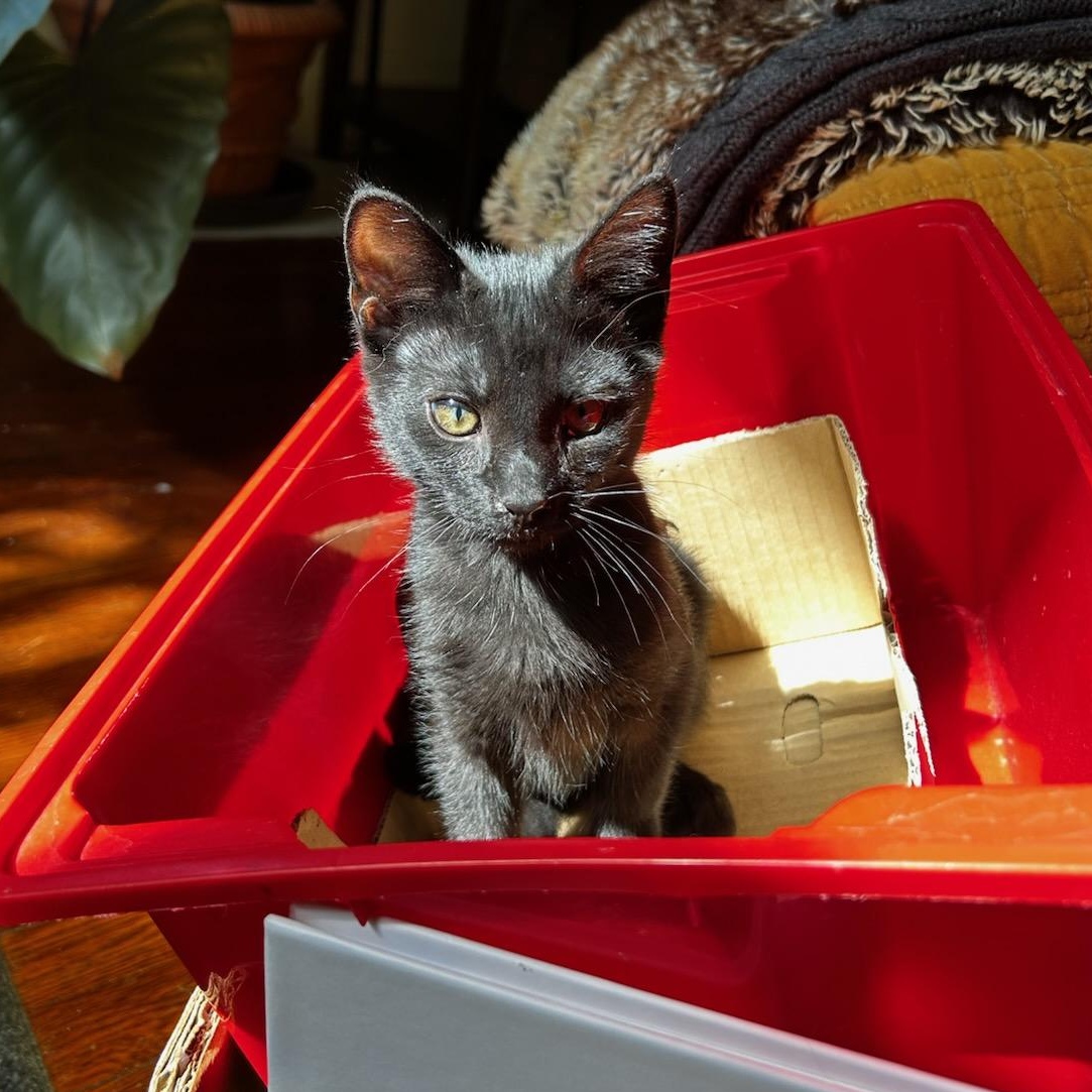 Paris, ADOPTABLE, Young Female Domestic Short Hair.