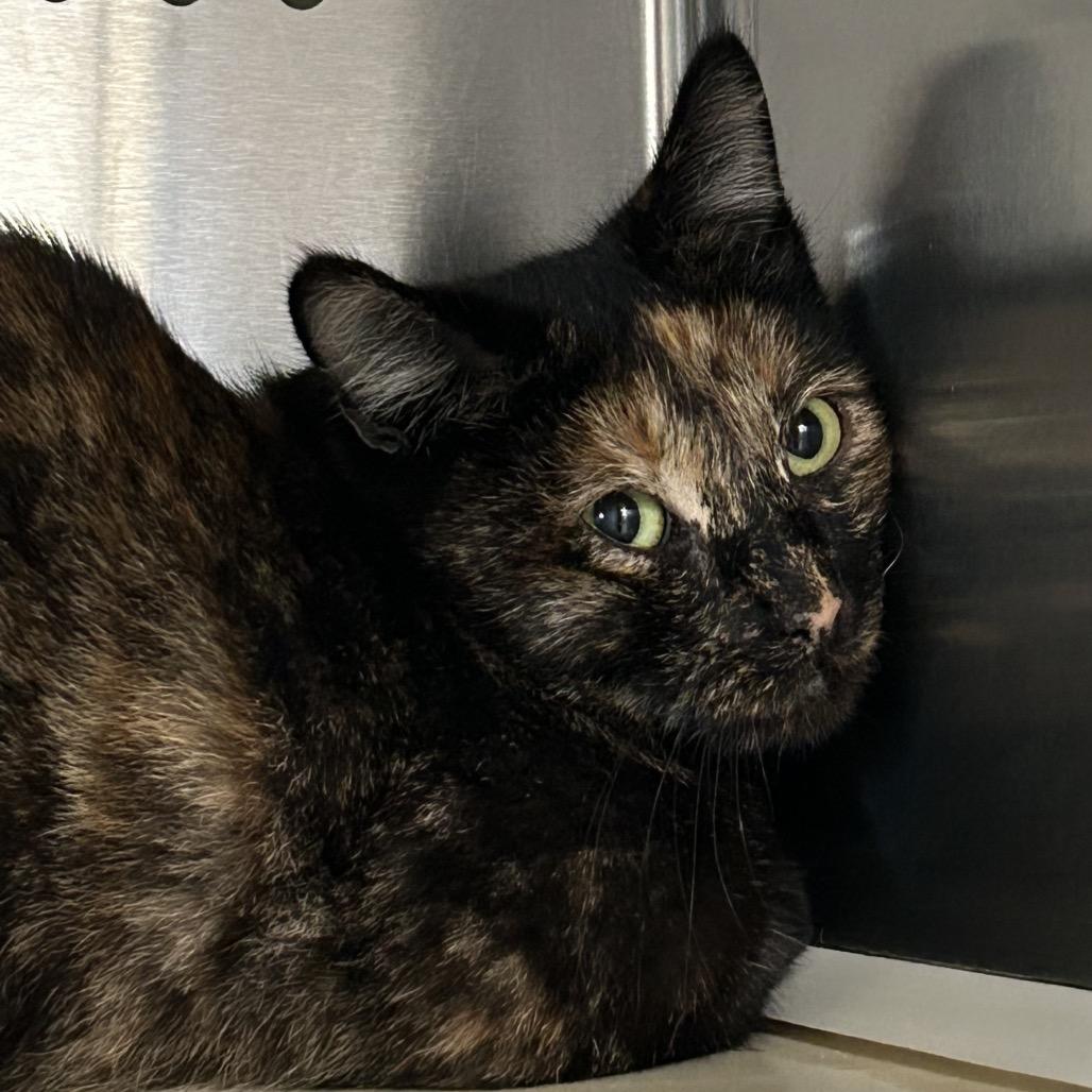 Enlarge Torte, a Adoptable Domestic Short Hair in Denver, CO image 1/1