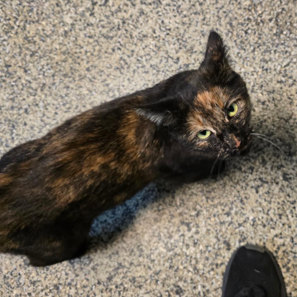 Torte, Adoptable, Adult Female Domestic Short Hair.