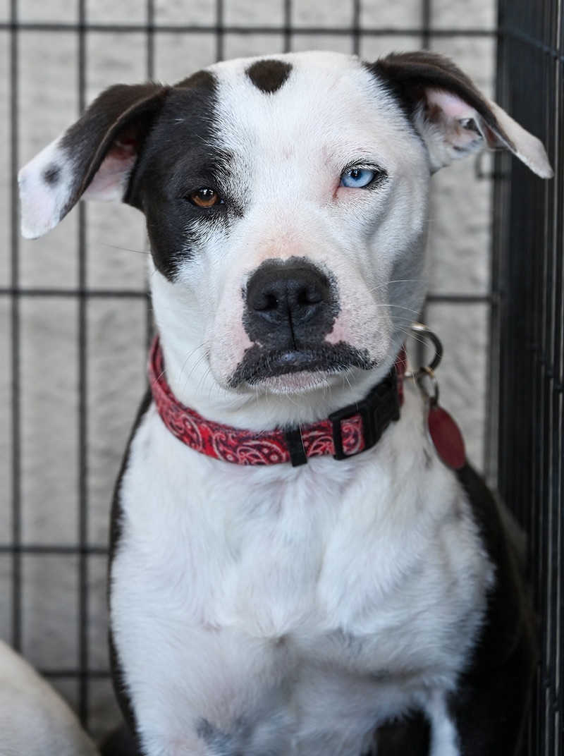 Vivian Leigh Pit Bull Terrier Dog