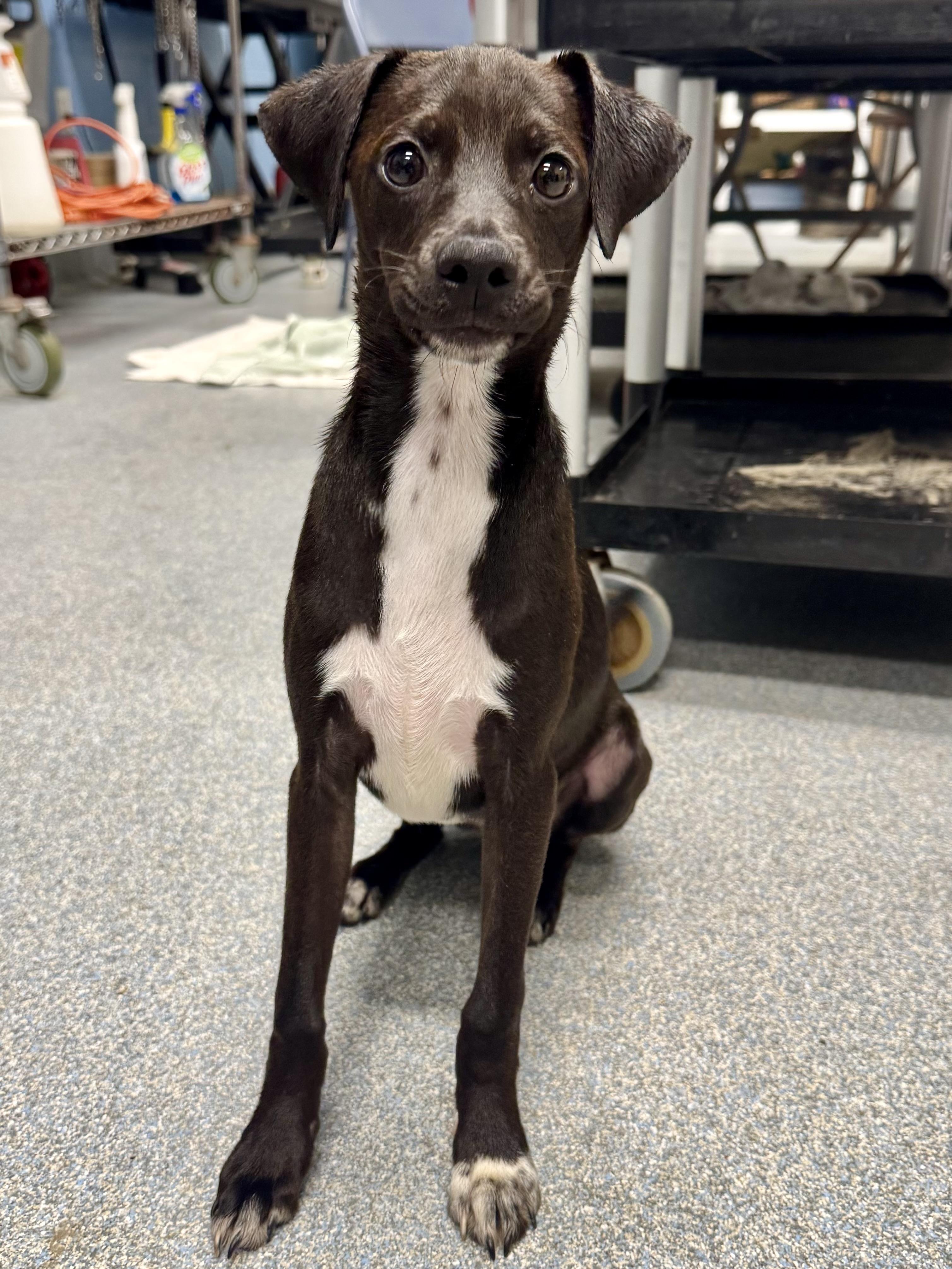 Louise, ADOPTABLE, Puppy Female Mixed Breed.