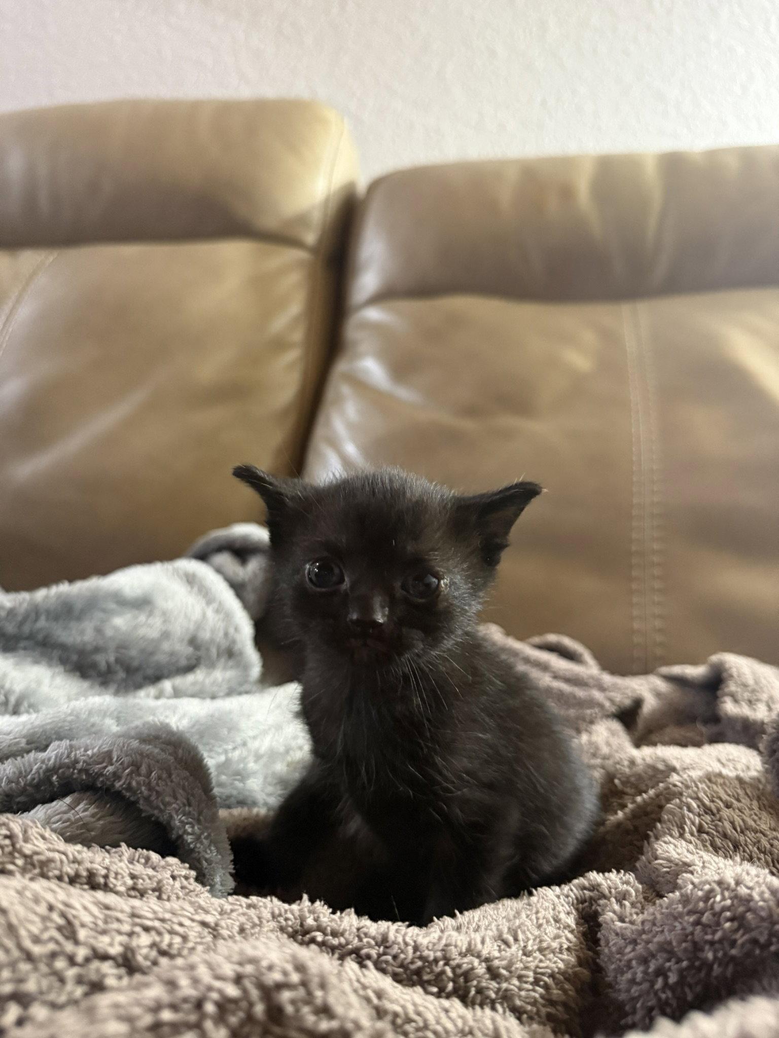 Enlarge Azriel, a Adoptable Domestic Medium Hair in Blairsville, GA image 3/3