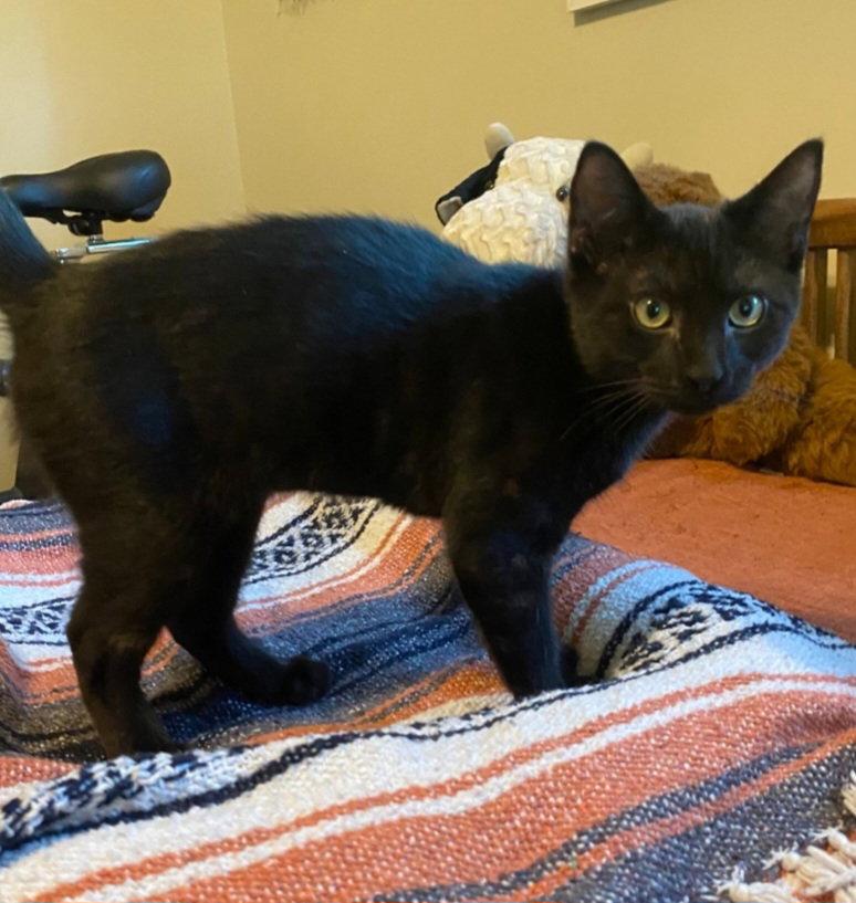 Enlarge Azriel, a Adoptable Domestic Medium Hair in Blairsville, GA image 2/3