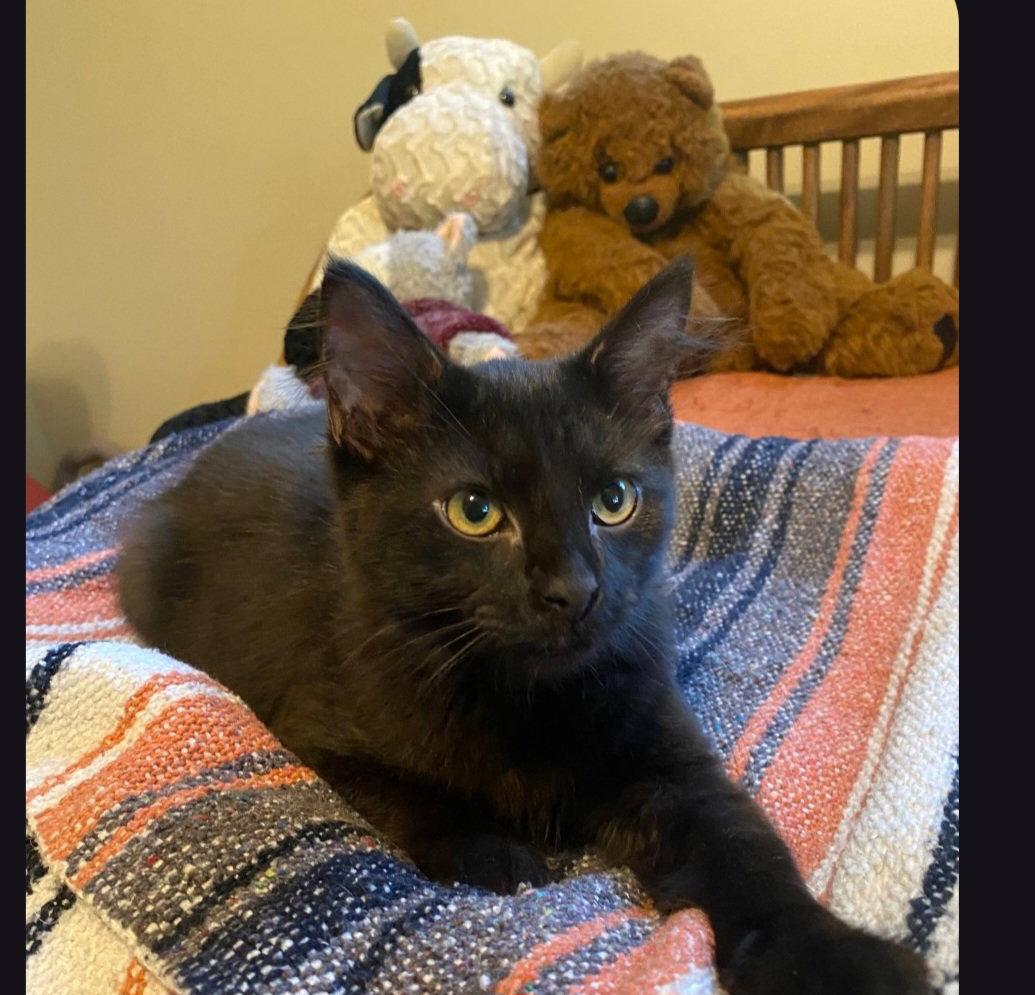 Azriel, Adoptable, Kitten Male Domestic Medium Hair.