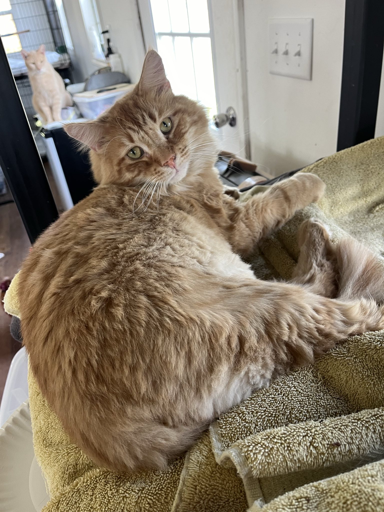 Goose, Adopted, Adult Male American Shorthair.