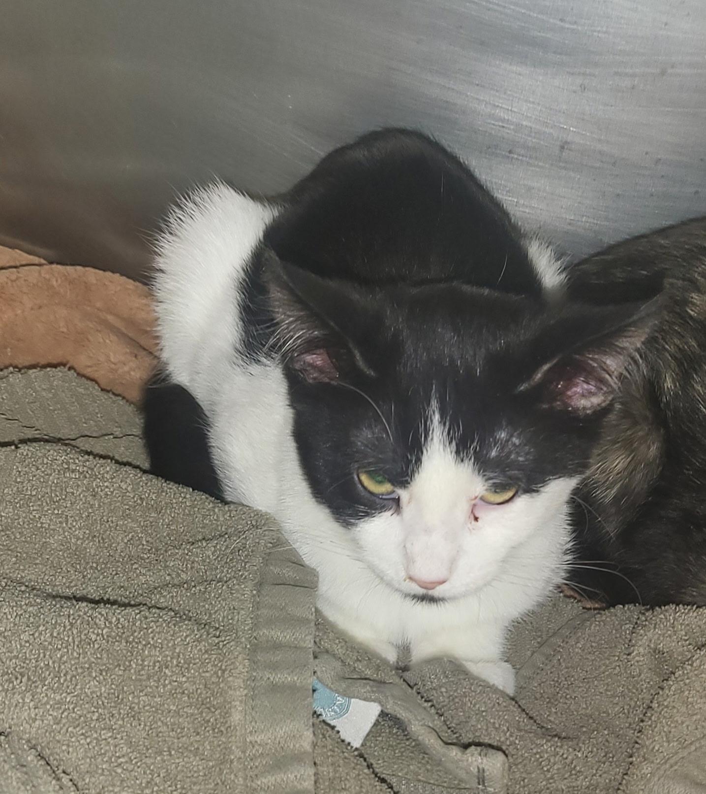 Sheila, Adoptable, Kitten Female Domestic Short Hair.