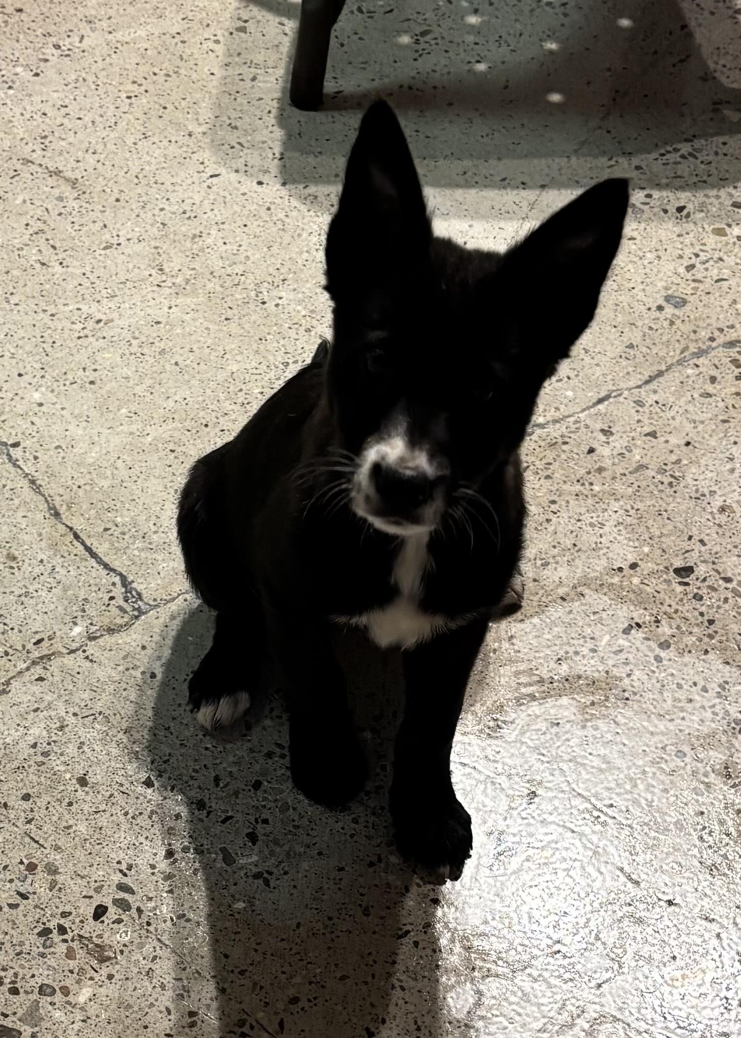 Bronte, ADOPTABLE, Puppy Female Black Labrador Retriever.