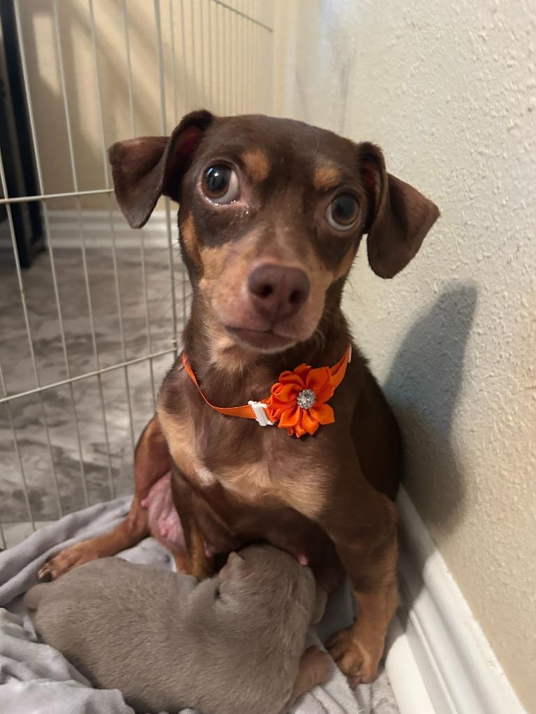 Mama Perdita, Adoptable, Adult Female Chihuahua & Miniature Pinscher.