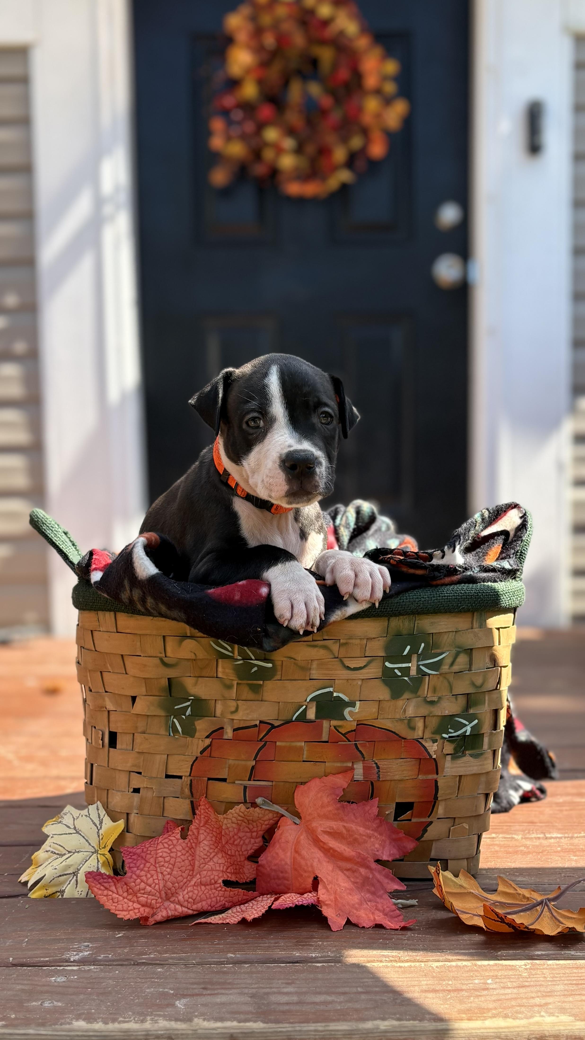 Enlarge Pumpkin (Mama Glorias Cozy Cafe Crew Litter), a Adopted mixed breed in Kingston, NY image 1/3