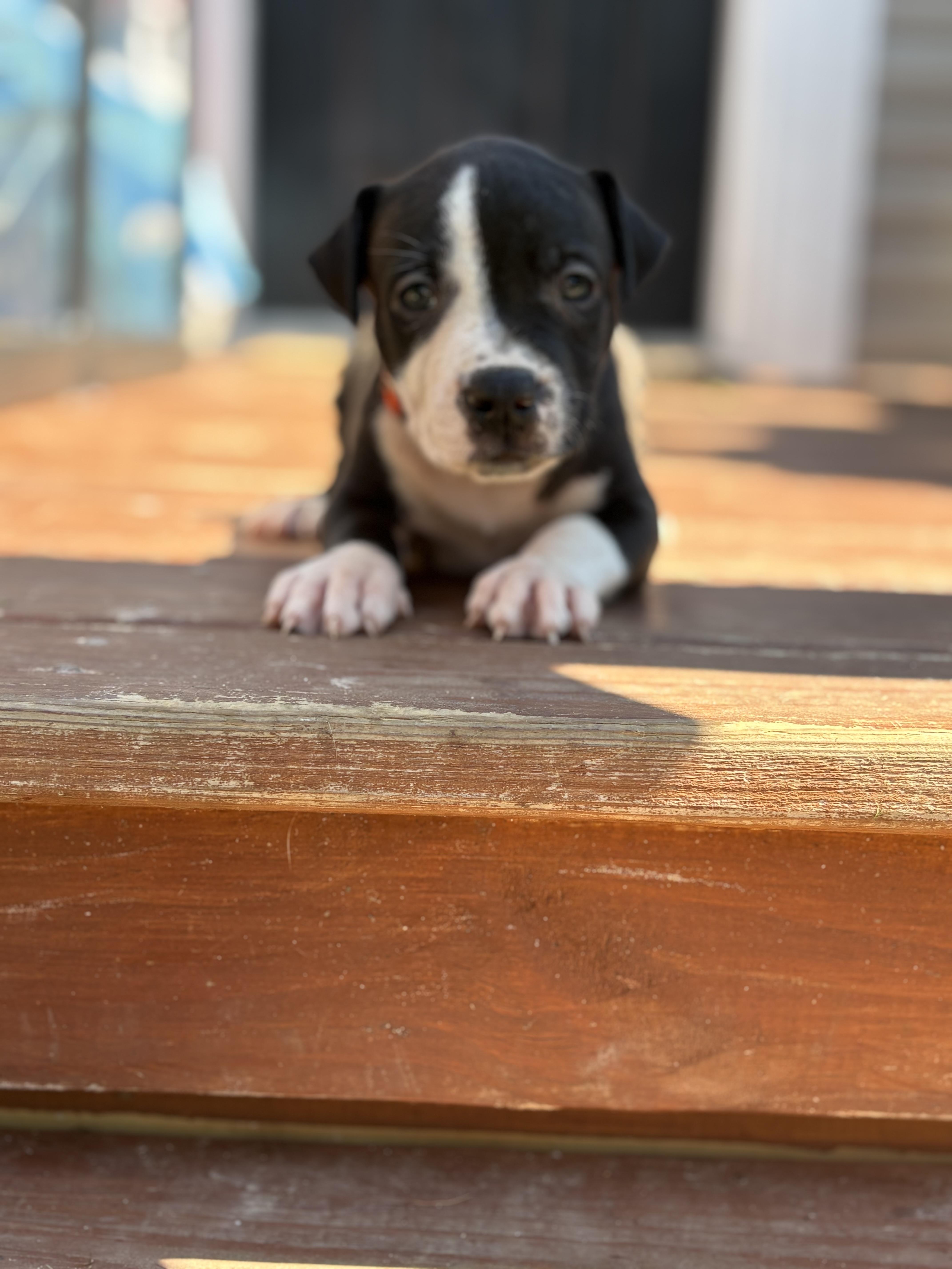 Enlarge Pumpkin (Mama Glorias Cozy Cafe Crew Litter), a Adopted mixed breed in Kingston, NY image 3/3
